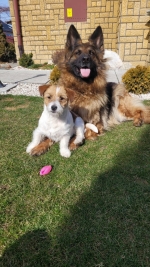 vom Trojangold, hodowla Owczarków Niemieckich Długowłosych