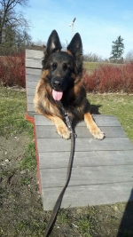 vom Trojangold, hodowla Owczarków Niemieckich Długowłosych