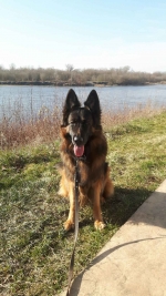 vom Trojangold, hodowla Owczarków Niemieckich Długowłosych