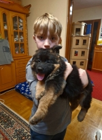 vom Trojangold, hodowla Owczarków Niemieckich Długowłosych