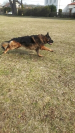 vom Trojangold, hodowla Owczarków Niemieckich Długowłosych