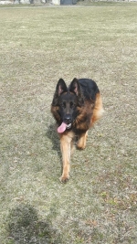 vom Trojangold, hodowla Owczarków Niemieckich Długowłosych