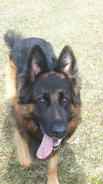 vom Trojangold, hodowla Owczarków Niemieckich Długowłosych