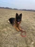 vom Trojangold, hodowla Owczarków Niemieckich Długowłosych