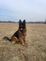 vom Trojangold, hodowla Owczarków Niemieckich Długowłosych