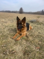 vom Trojangold, hodowla Owczarków Niemieckich Długowłosych