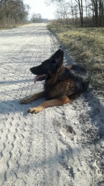 vom Trojangold, hodowla Owczarków Niemieckich Długowłosych