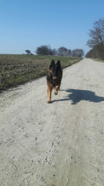 vom Trojangold, hodowla Owczarków Niemieckich Długowłosych