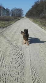 vom Trojangold, hodowla Owczarków Niemieckich Długowłosych