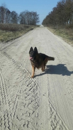 vom Trojangold, hodowla Owczarków Niemieckich Długowłosych