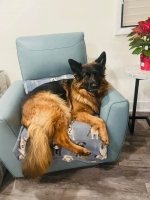 vom Trojangold, hodowla Owczarków Niemieckich Długowłosych