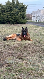 vom Trojangold, hodowla Owczarków Niemieckich Długowłosych