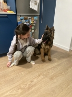 vom Trojangold, hodowla Owczarków Niemieckich Długowłosych