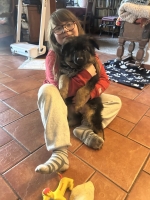 vom Trojangold, hodowla Owczarków Niemieckich Długowłosych