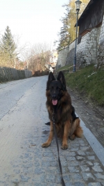 vom Trojangold, hodowla Owczarków Niemieckich Długowłosych