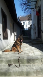 vom Trojangold, hodowla Owczarków Niemieckich Długowłosych