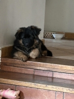 vom Trojangold, hodowla Owczarków Niemieckich Długowłosych