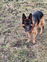 vom Trojangold, hodowla Owczarków Niemieckich Długowłosych