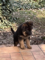 vom Trojangold, hodowla Owczarków Niemieckich Długowłosych