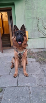 vom Trojangold, hodowla Owczarków Niemieckich Długowłosych