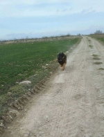 vom Trojangold, hodowla Owczarków Niemieckich Długowłosych