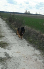 vom Trojangold, hodowla Owczarków Niemieckich Długowłosych