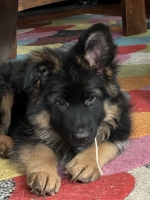 vom Trojangold, hodowla Owczarków Niemieckich Długowłosych