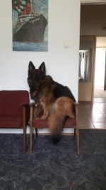 vom Trojangold, hodowla Owczarków Niemieckich Długowłosych