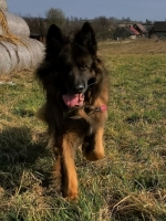 vom Trojangold, hodowla Owczarków Niemieckich Długowłosych