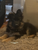 vom Trojangold, hodowla Owczarków Niemieckich Długowłosych