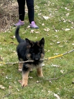 vom Trojangold, hodowla Owczarków Niemieckich Długowłosych