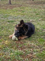 vom Trojangold, hodowla Owczarków Niemieckich Długowłosych