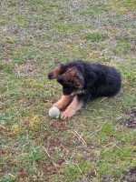 vom Trojangold, hodowla Owczarków Niemieckich Długowłosych