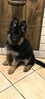 vom Trojangold, hodowla Owczarków Niemieckich Długowłosych