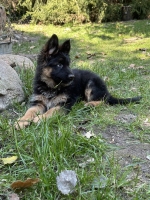 vom Trojangold, hodowla Owczarków Niemieckich Długowłosych