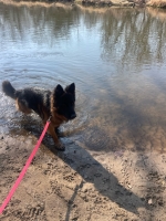 vom Trojangold, hodowla Owczarków Niemieckich Długowłosych