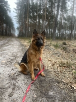 vom Trojangold, hodowla Owczarków Niemieckich Długowłosych