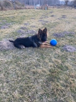 vom Trojangold, hodowla Owczarków Niemieckich Długowłosych