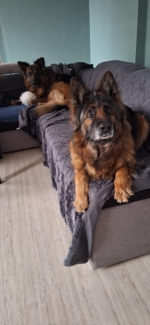 vom Trojangold, hodowla Owczarków Niemieckich Długowłosych