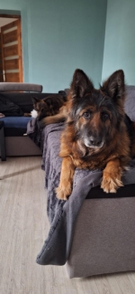 vom Trojangold, hodowla Owczarków Niemieckich Długowłosych