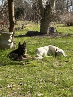 vom Trojangold, hodowla Owczarków Niemieckich Długowłosych