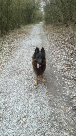 vom Trojangold, hodowla Owczarków Niemieckich Długowłosych