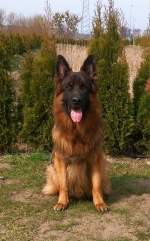 vom Trojangold, hodowla Owczarków Niemieckich Długowłosych