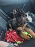 vom Trojangold, hodowla Owczarków Niemieckich Długowłosych