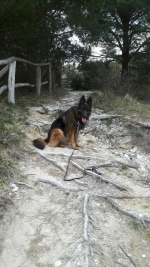 vom Trojangold, hodowla Owczarków Niemieckich Długowłosych