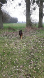 vom Trojangold, hodowla Owczarków Niemieckich Długowłosych