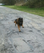 vom Trojangold, hodowla Owczarków Niemieckich Długowłosych