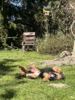 vom Trojangold, hodowla Owczarków Niemieckich Długowłosych