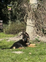 vom Trojangold, hodowla Owczarków Niemieckich Długowłosych