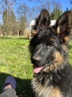 vom Trojangold, hodowla Owczarków Niemieckich Długowłosych